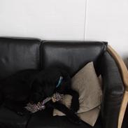 Blanding af racer Ronaldo