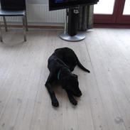 Blanding af racer Ronaldo