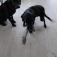 Blanding af racer Ronaldo