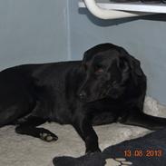 Labrador retriever Tikka