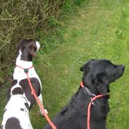 Labrador retriever Tikka