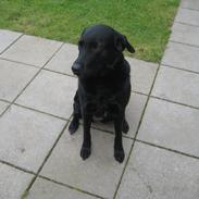 Labrador retriever Tikka