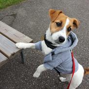 Jack russell terrier Thor