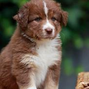 Australian shepherd Vulcanos Peppi Pride