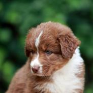Australian shepherd Vulcanos Peppi Pride
