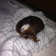 Australian shepherd Vulcanos Peppi Pride