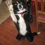 Border collie Tezz