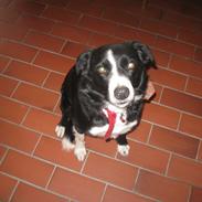 Border collie Tezz