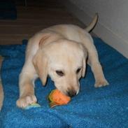 Labrador retriever Coda