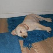 Labrador retriever Coda