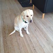 Labrador retriever Coda
