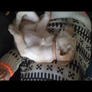 Labrador retriever Coda