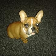 Fransk bulldog Cody