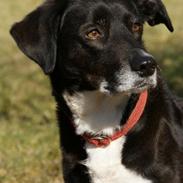 Blanding af racer Fie