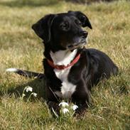 Blanding af racer Fie