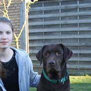 Labrador retriever Kooijoy's Mollie