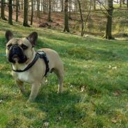 Fransk bulldog Oscar