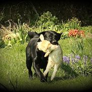 Labrador retriever Mochipappa's Bobby Mcferrin
