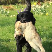Labrador retriever Mochipappa's Bobby Mcferrin