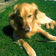 Golden retriever Simba