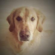 Golden retriever Simba