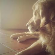 Golden retriever Simba