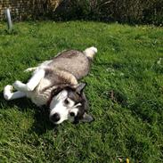 Siberian husky Nala