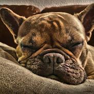 Fransk bulldog Diva