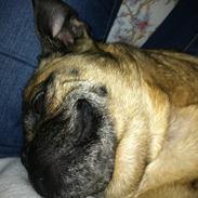 Blanding af racer Bessie