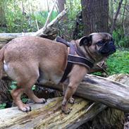 Blanding af racer Bessie