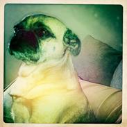 Blanding af racer Bessie