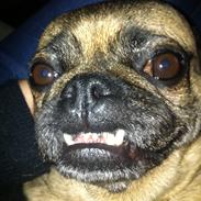 Blanding af racer Bessie