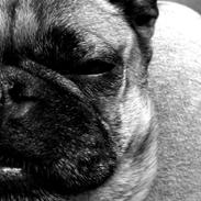 Blanding af racer Bessie