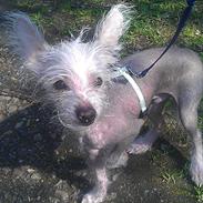 Chinese crested hårløs Felix