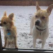 Blanding af racer Bruno