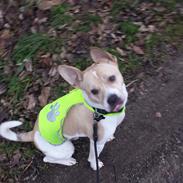 Blanding af racer Bruno