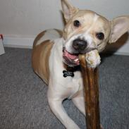 Blanding af racer Bruno