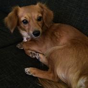 Blanding af racer Mille