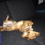 Blanding af racer Mille