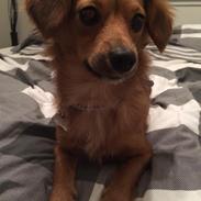 Blanding af racer Mille