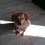 Blanding af racer Mille