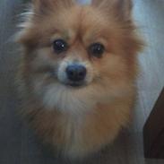 Pomeranian Pomme