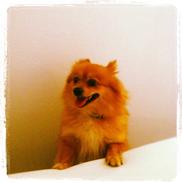 Pomeranian Pomme