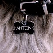 Shih tzu Anton