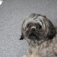 Shih tzu Anton