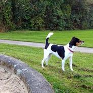 Dansk svensk gaardhund Peanut