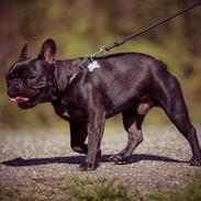 Fransk bulldog Muffi