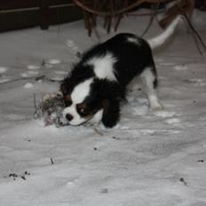 Cavalier king charles spaniel Cassiopeia Cavaliers Great Gatsby "Anton" <3
