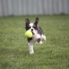 Cavalier king charles spaniel Cassiopeia Cavaliers Great Gatsby "Anton" <3