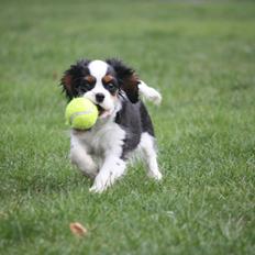 Cavalier king charles spaniel Cassiopeia Cavaliers Great Gatsby "Anton" <3